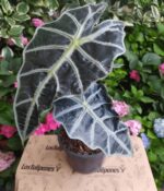 Alocasia Elegante. Mac N°15 - Imagen 2