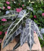 Alocasia Elegante. Mac N°15 - Imagen 4