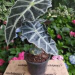 Alocasia Elegante. Mac N°15
