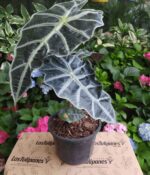 Alocasia Elegante. Mac N°15