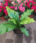 Asplenium (Mac N°17) - Imagen 2