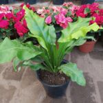 Asplenium (Mac N°17)