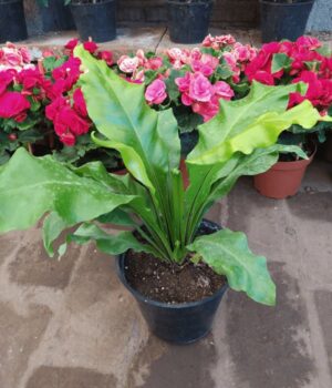 Asplenium (Mac N°17)