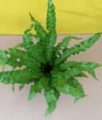 Asplenium Osaka. Mac N°15 - Imagen 2