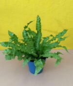 Asplenium Osaka. Mac N°15