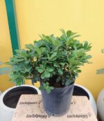 Azarero Nana. Env 4lts