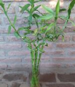 Bambu de la suerte - Imagen 2