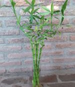 Bambu de la suerte