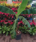 Bananero Env.15Lts - Imagen 2