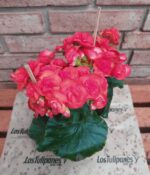 Begonia de Flor. Mac N°15 - Imagen 3