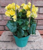 Begonia de Flor. Mac N°15 - Imagen 2