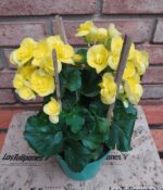 Begonia de Flor. Mac N°15 - Imagen 6