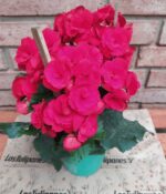 Begonia de Flor. Mac N°15 - Imagen 5