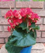 Begonia de Flor. Mac N°15 - Imagen 4