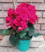 Begonia de Flor. Mac N°15
