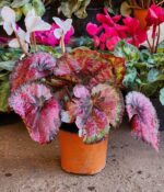 Begonia Rex. Mac N°14