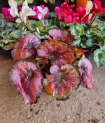 Begonia Rex. Mac N°14 - Imagen 2