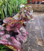 Begonia Rex. Mac N°14 - Imagen 3