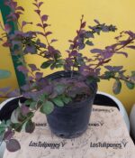 Berberis. Env 4lts - Imagen 2