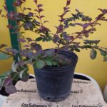Berberis. Env 4lts