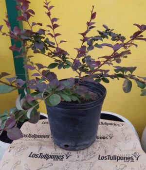 Berberis. Env 4lts