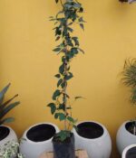 Bignonia Venusta. Env 3lts