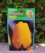 Bulbo de Tulipán - Imagen 2
