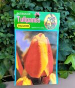 Bulbo de Tulipán
