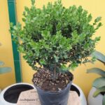 Buxus Bochita. Env 10lts