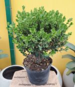 Buxus Bochita. Env 10lts
