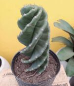 Cactus helicoidal - Imagen 2