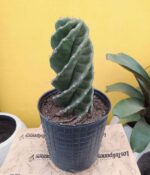 Cactus helicoidal