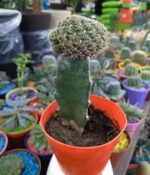Cactus Injertado - Imagen 3