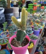 Cactus Injertado - Imagen 2