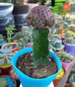 Cactus Injertado - Imagen 8
