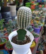 Cactus Injertado - Imagen 7