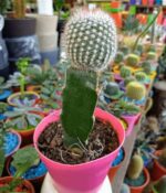 Cactus Injertado - Imagen 6