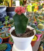 Cactus Injertado - Imagen 5