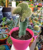 Cactus Injertado - Imagen 4