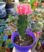 Cactus Injertado