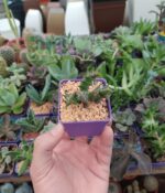 Cactus y Crasas Macetas nº 6 x10 unidades - Imagen 5