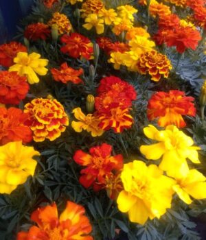 Cajon x24 Plantines de Bonitas