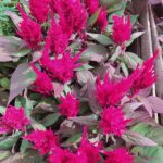 Cajón x24 Plantines de Penachos