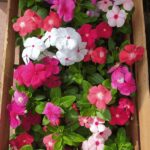 Cajón x24 Platines de Vincas