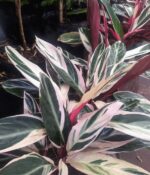 Calatea Stromanthe. Env 3lts - Imagen 3