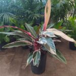 Calatea Stromanthe (Mac N°19)