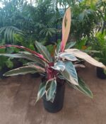 Calatea Stromanthe. Env 3lts