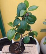 Camelia. Env 4lts - Imagen 2
