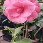 Camelia. Env 4lts
