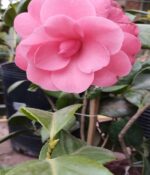Camelia. Env 4lts